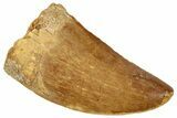 Carcharodontosaurus Tooth - Real Dinosaur Tooth #322055-1